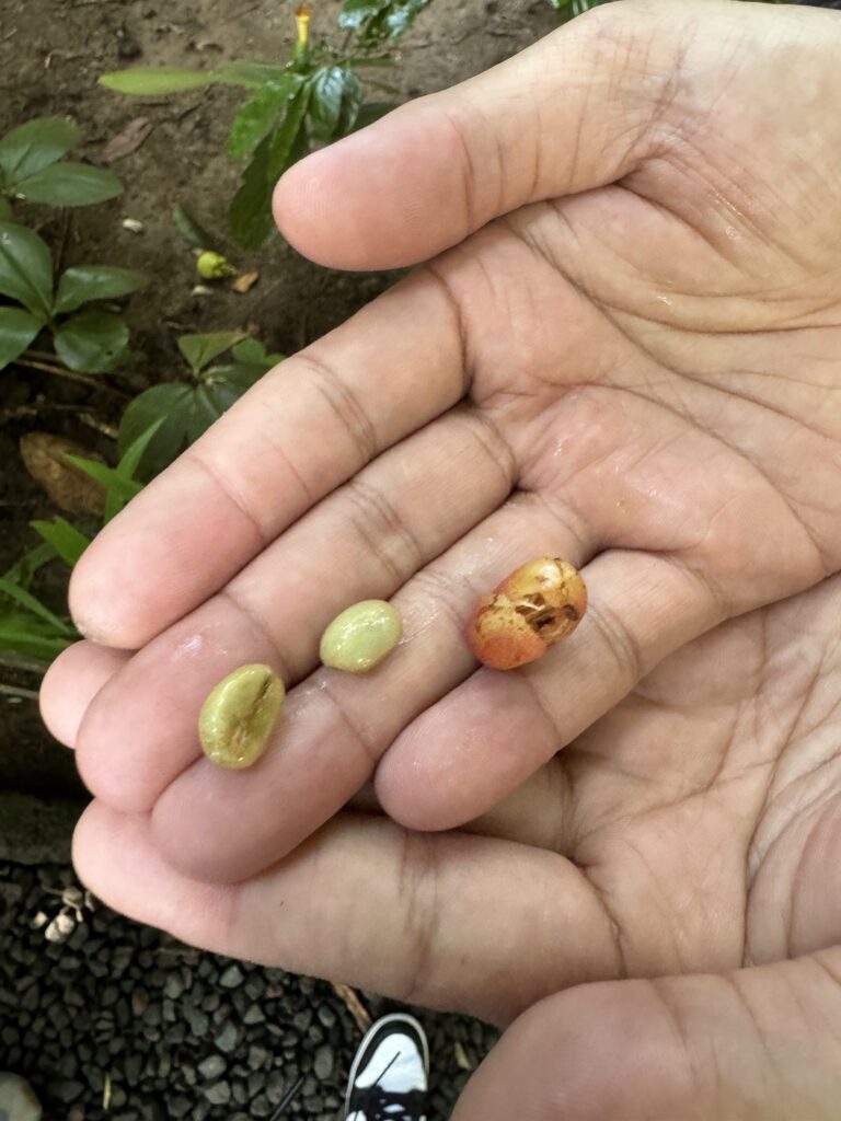 arabica and robusta seeds Bali