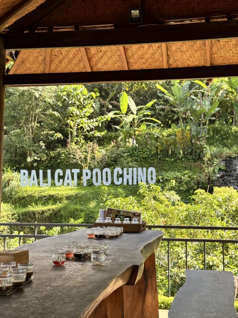 Bali cat poochino