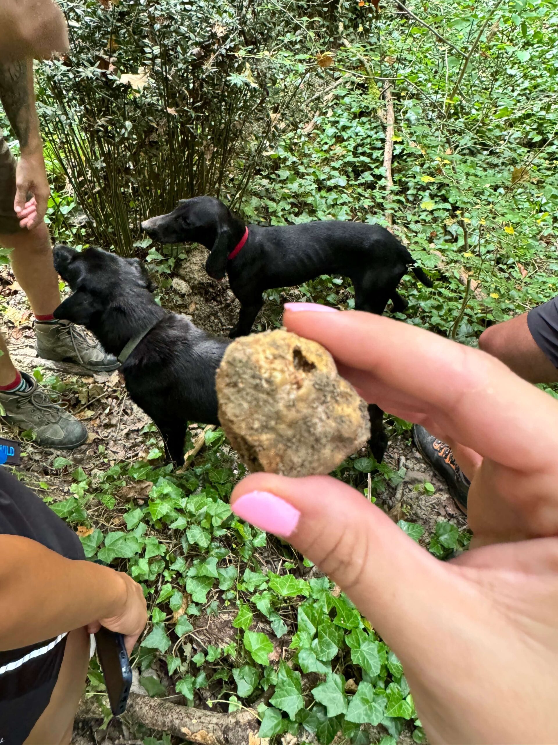 white truffle hunt Istria