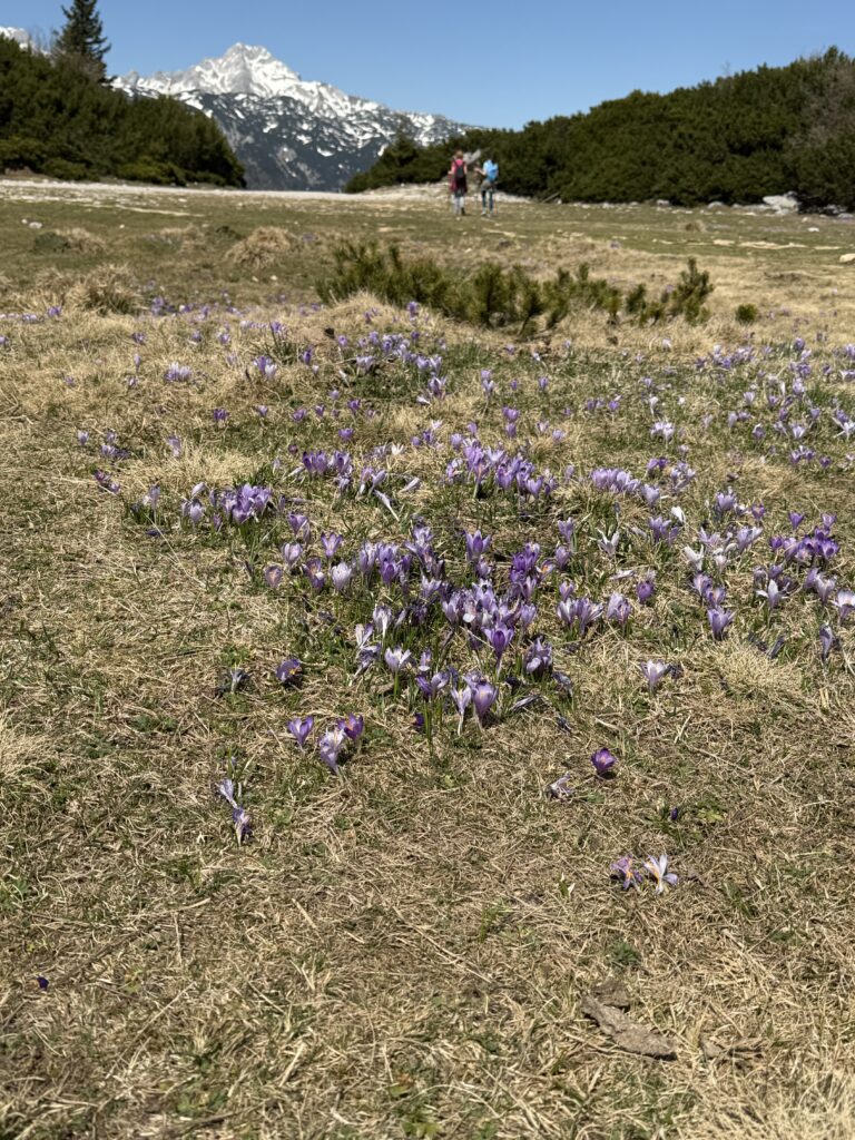Velika Planina flowers
