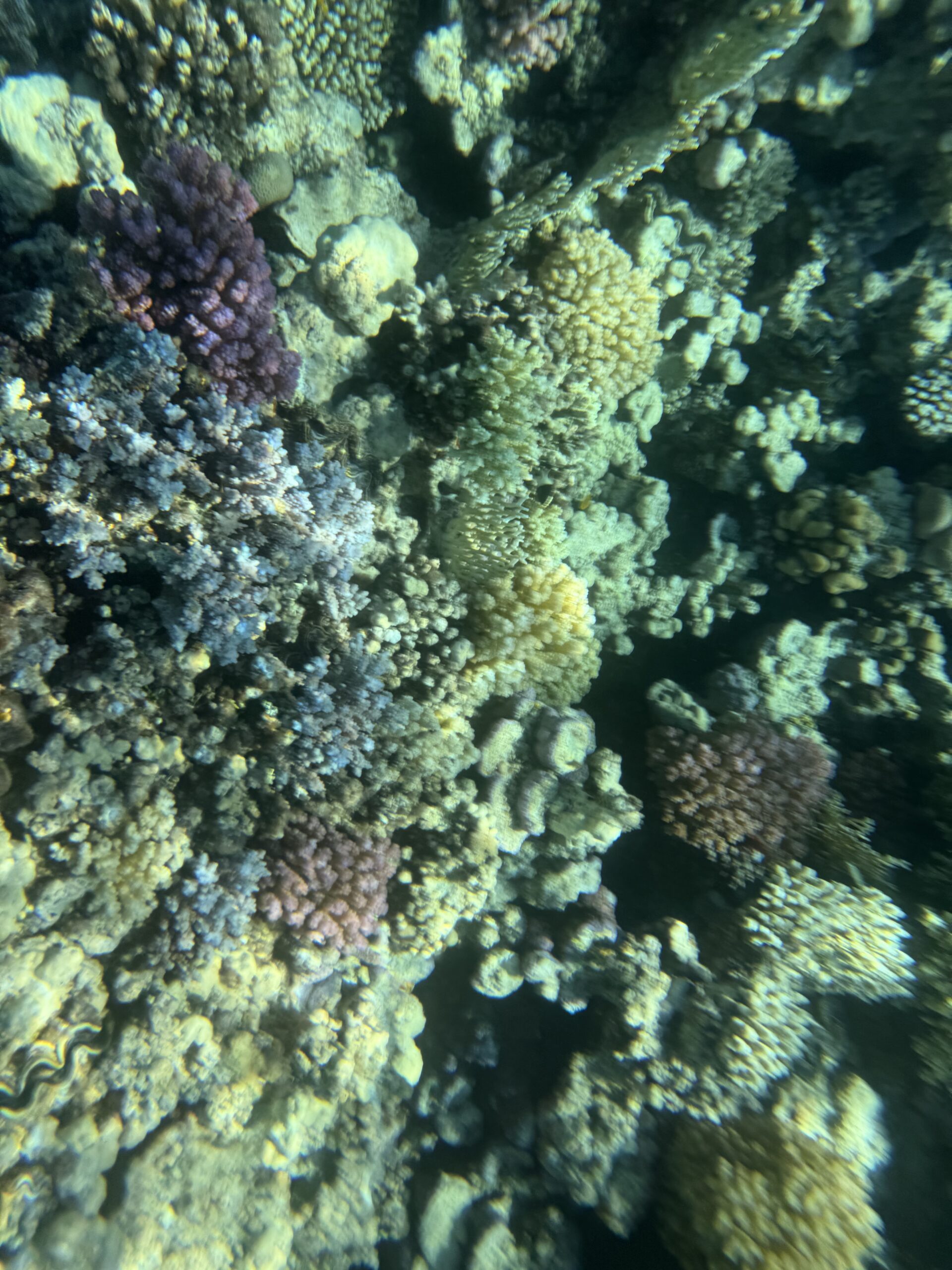 coral reef Hurghada
