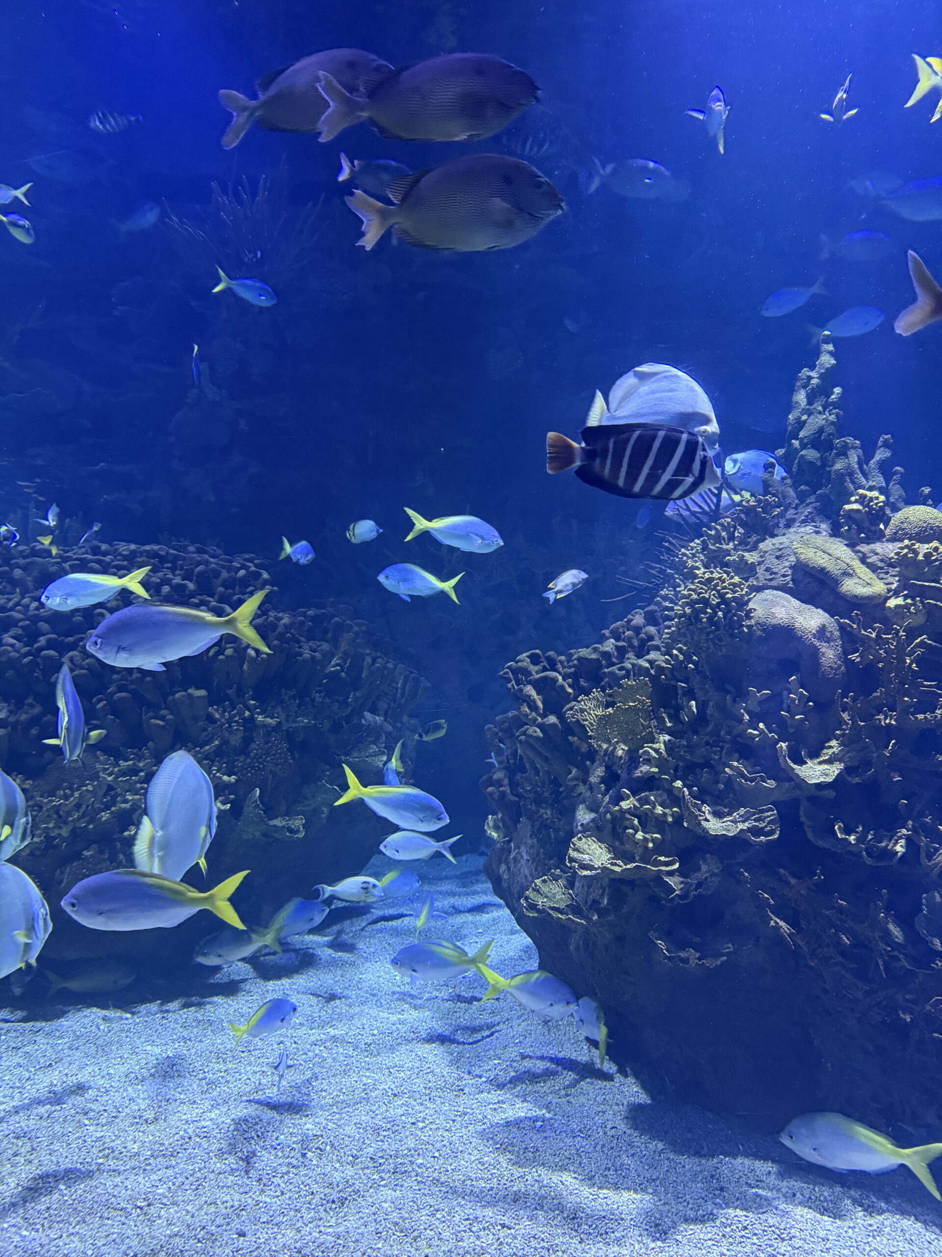 Oceanogràfic Valencia