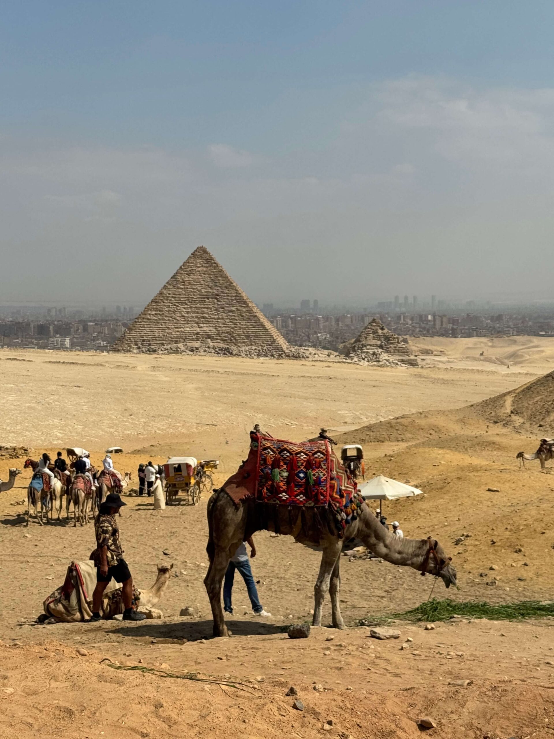Camel and the pyramids in giza