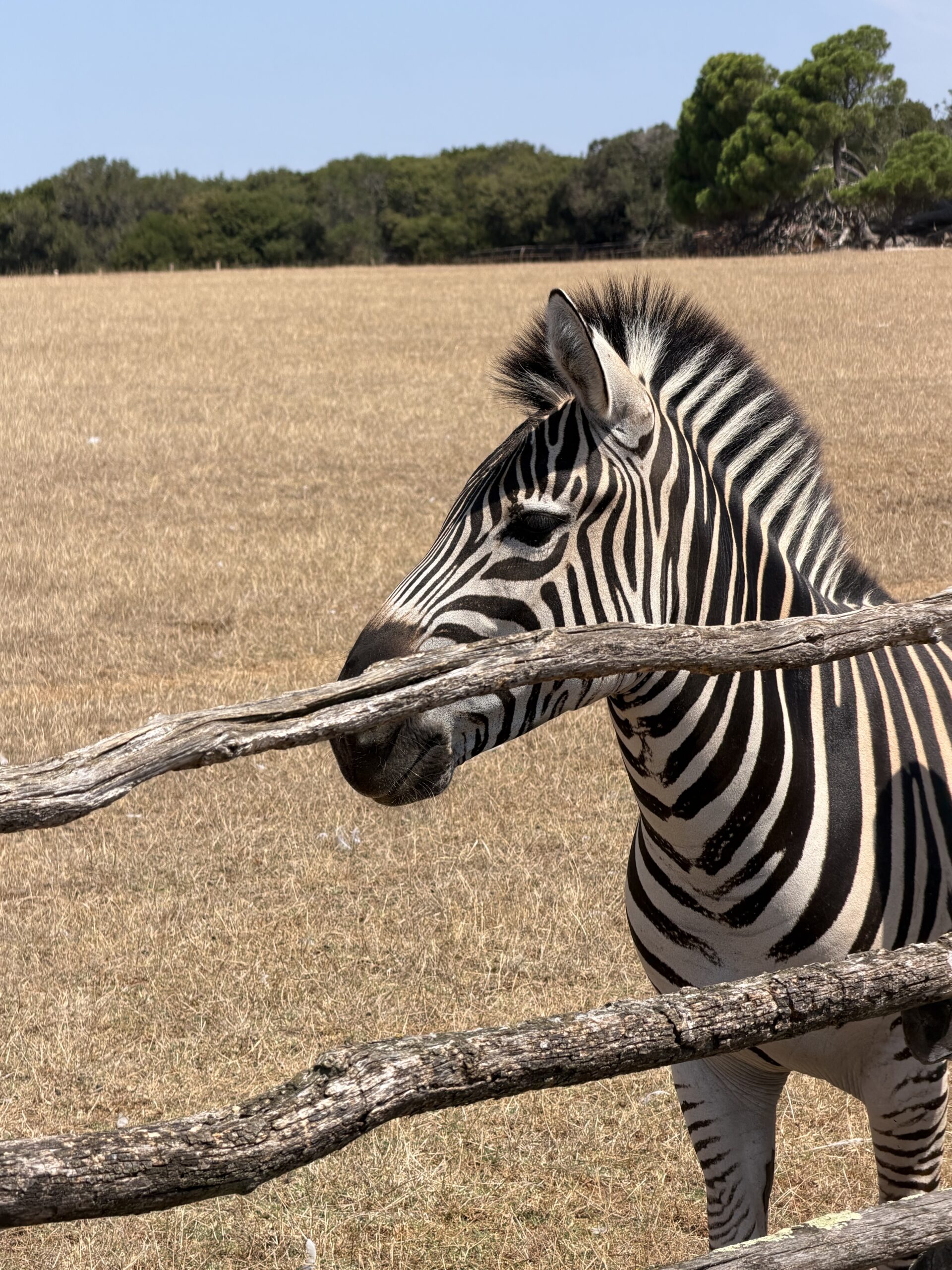 Brijuni zebra zoo