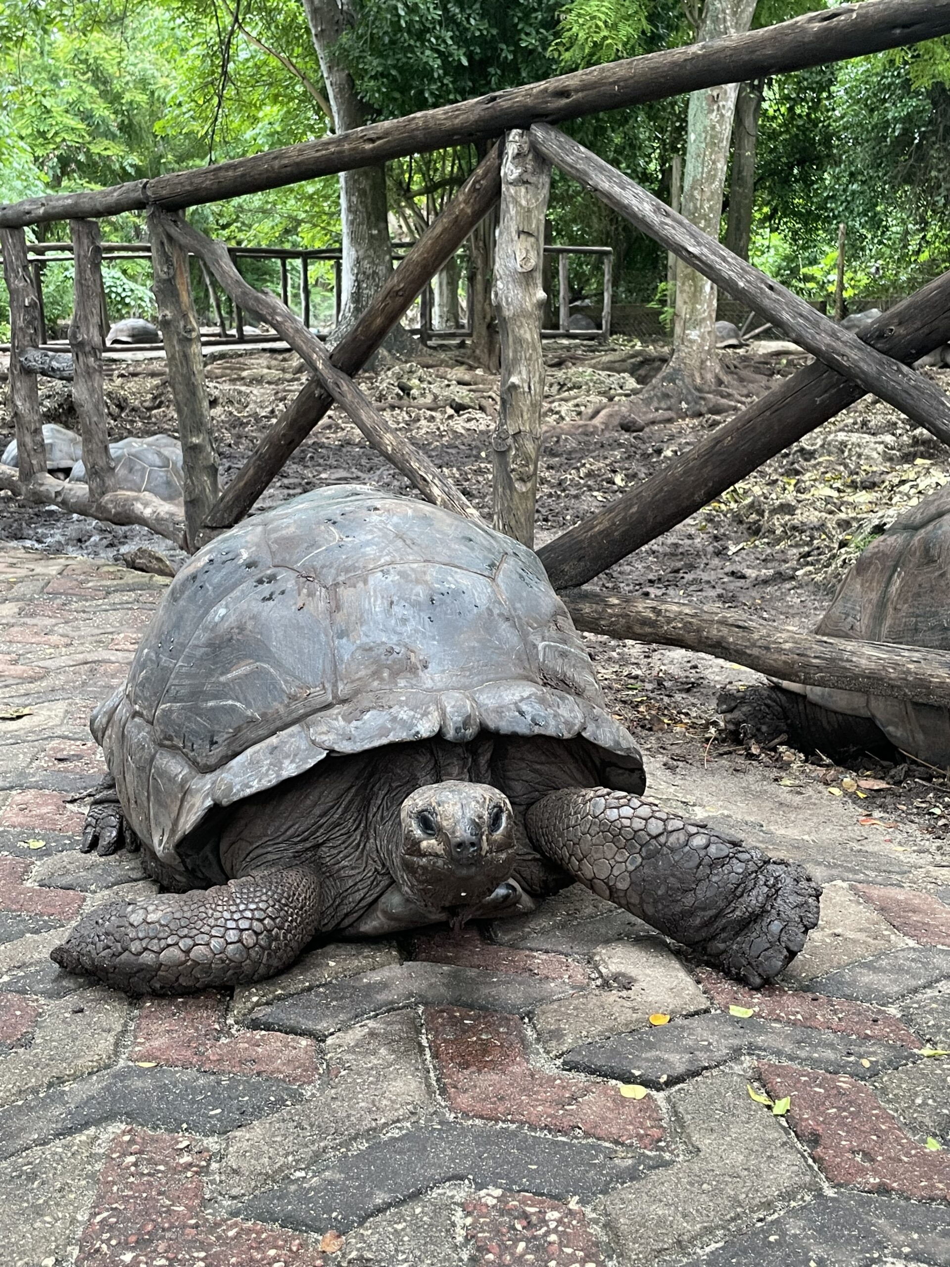 Prison island turtles