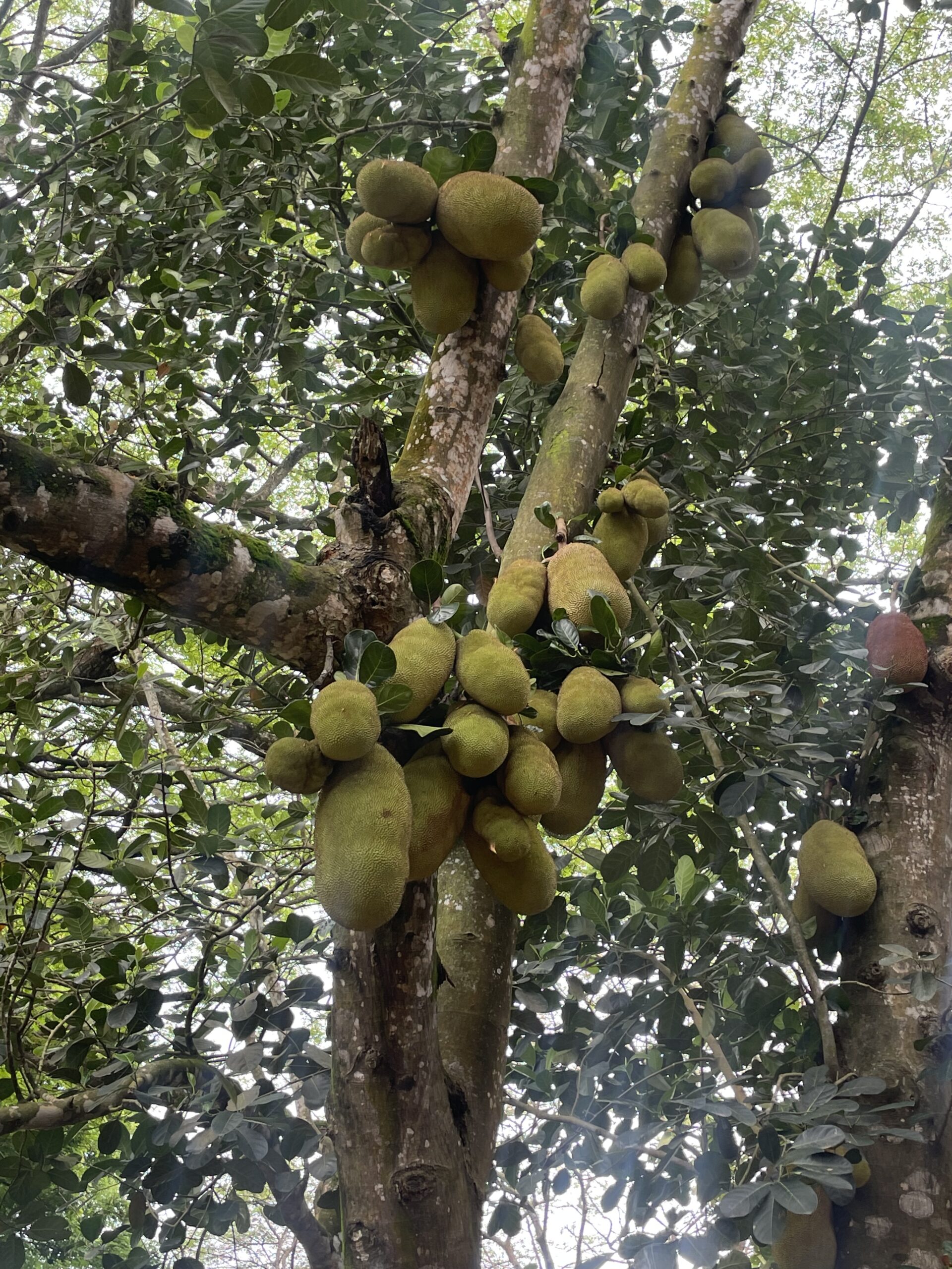 spice farm Zanzibar