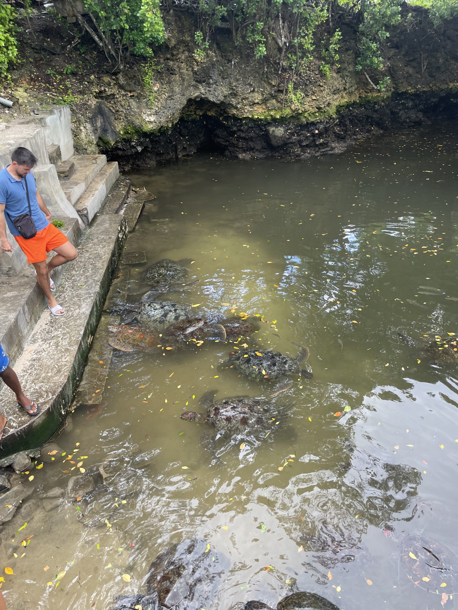 sea turtles