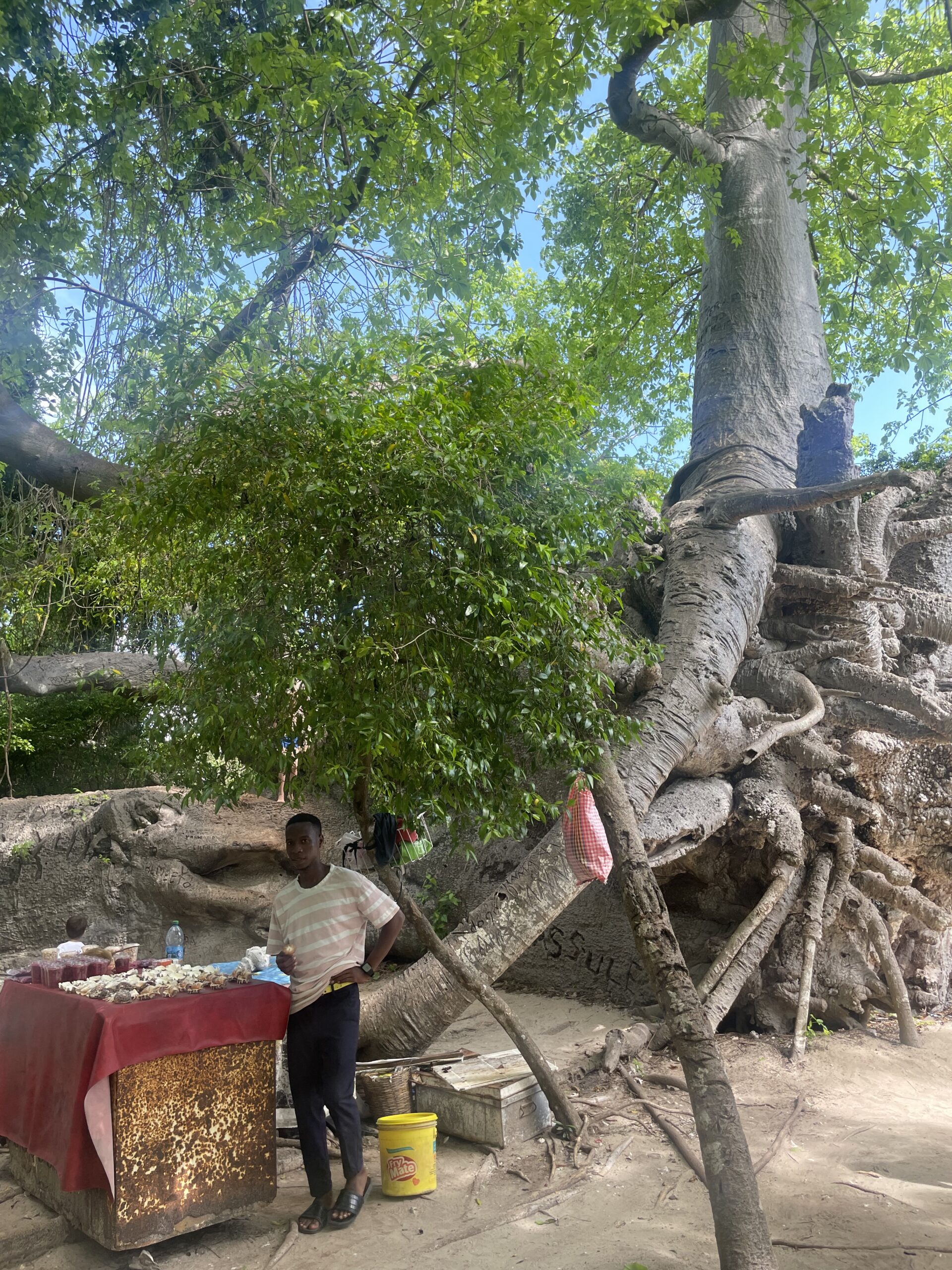 baobab tree Zanzibar