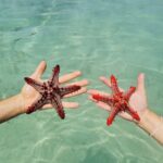 sea stars Zanzibar