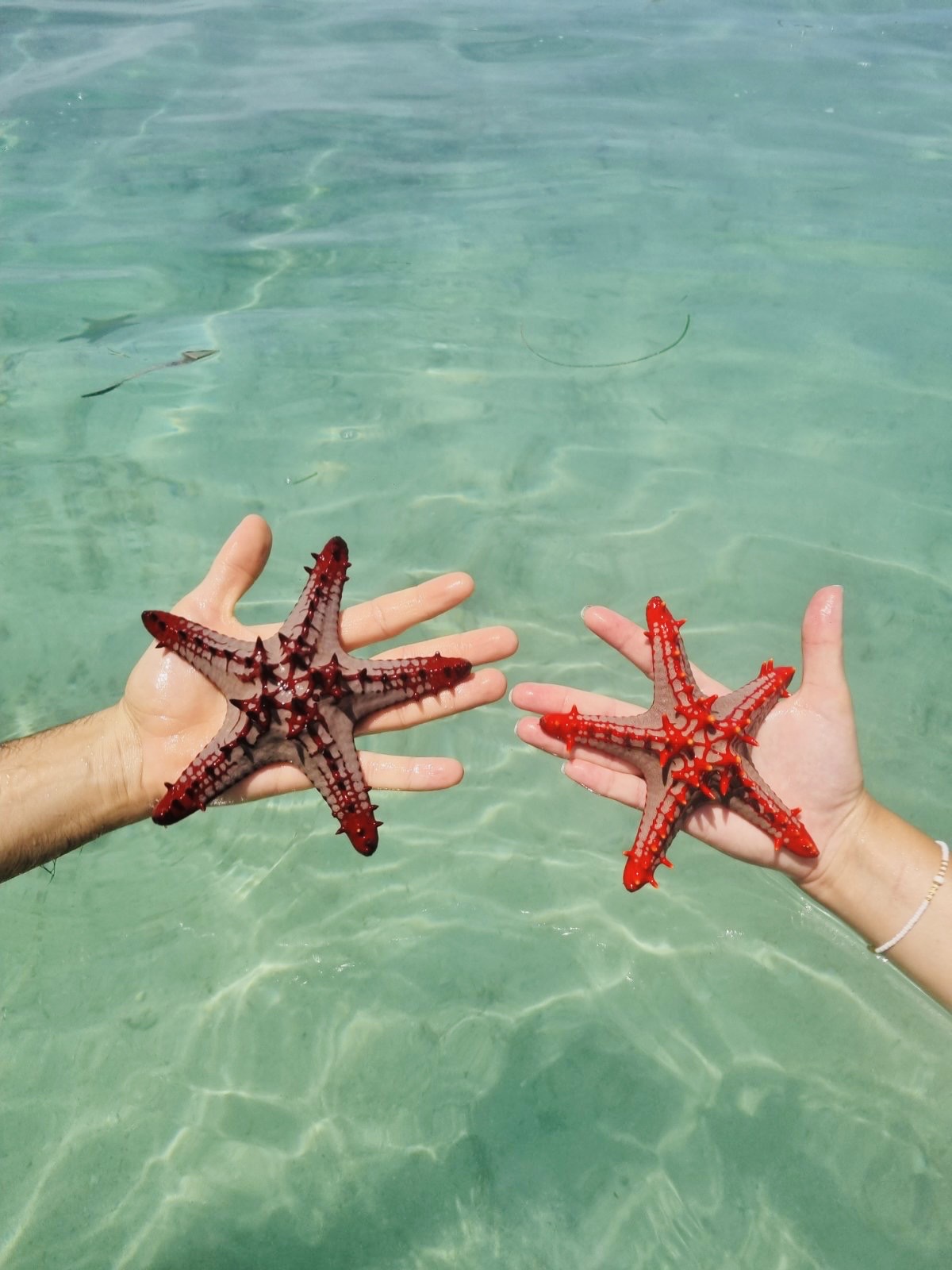 sea stars Zanzibar