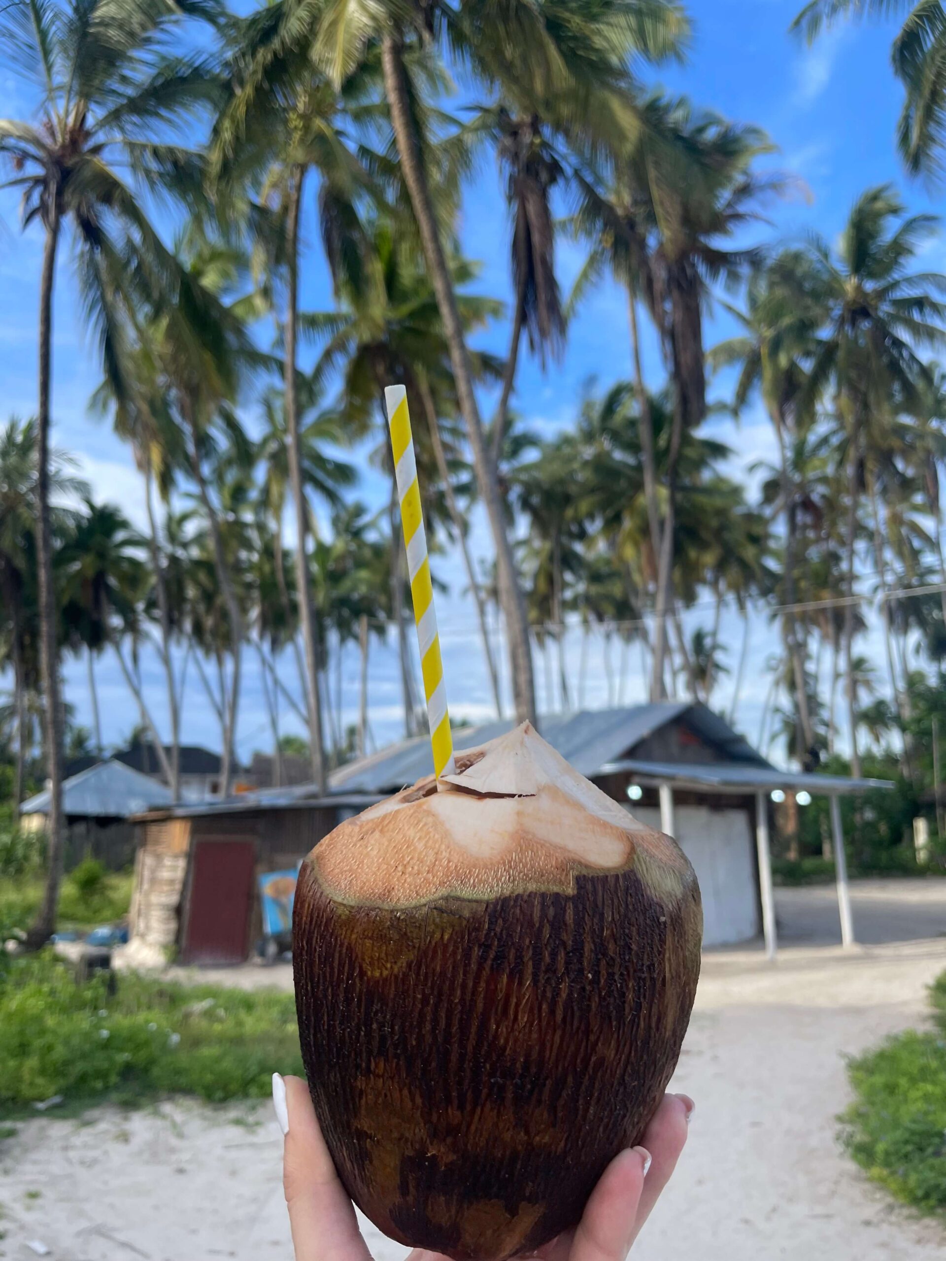 coconut and palms Zanzibar